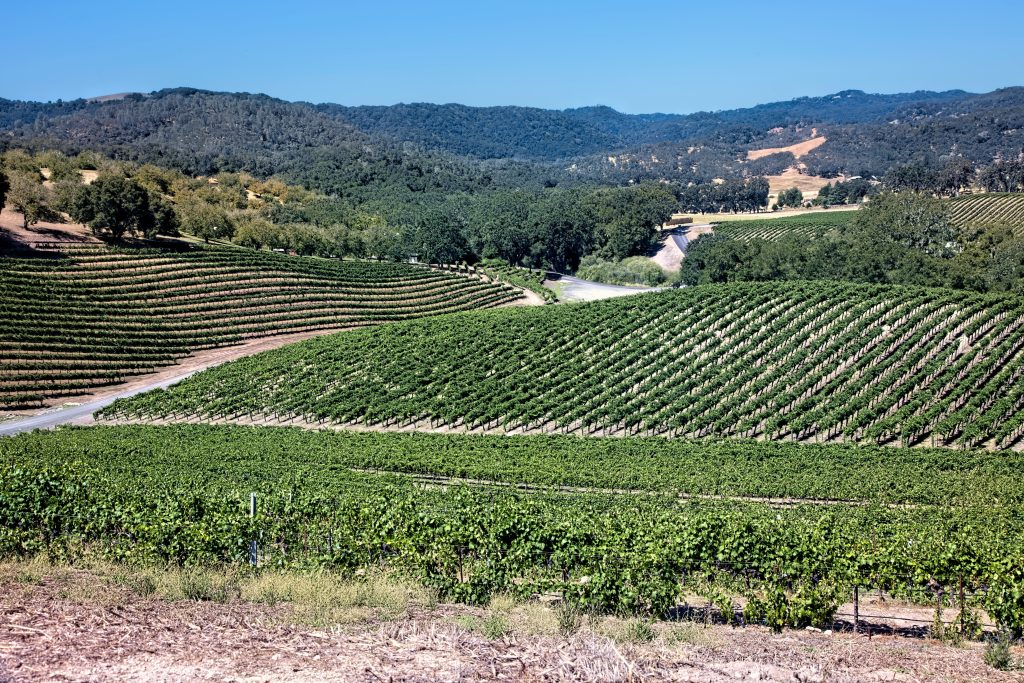 Rolling vineyards in SLO CAL wine country, with rows of grapevines stretching across gentle hills under open blue skies