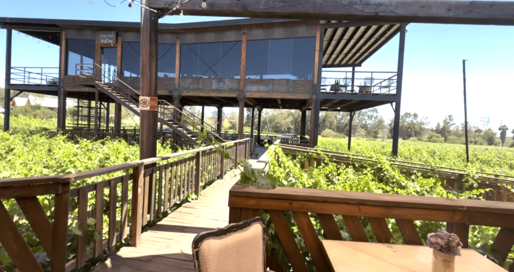 vineyard around wooden deck