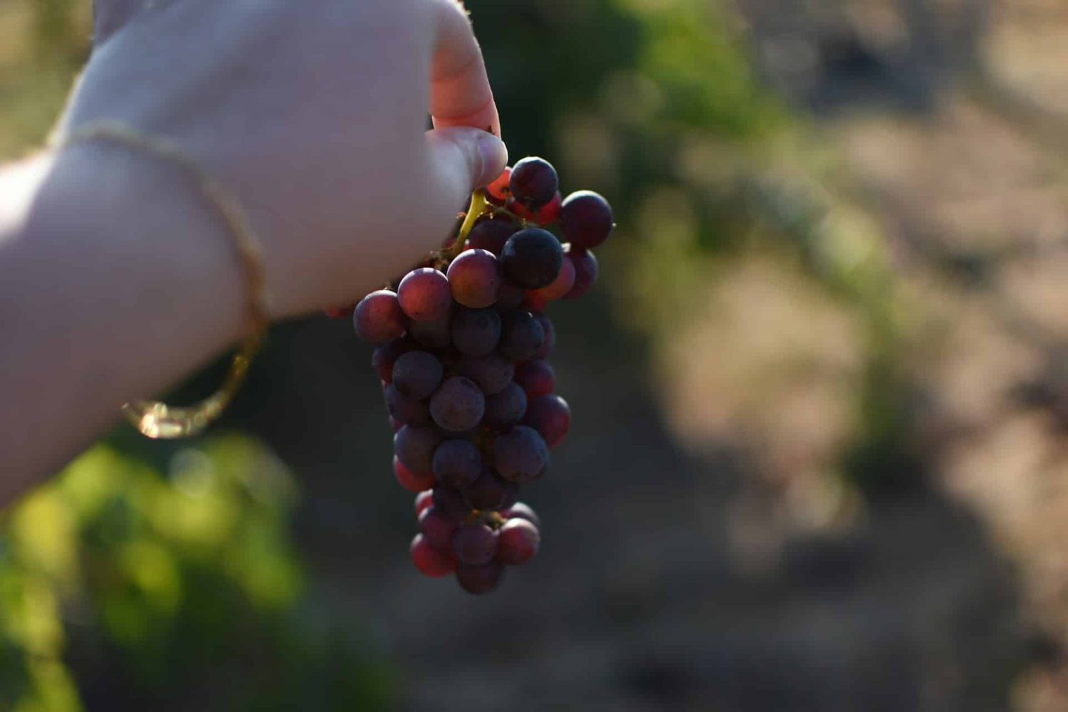 Hand holding freshly picked grapes. California wine festivals.