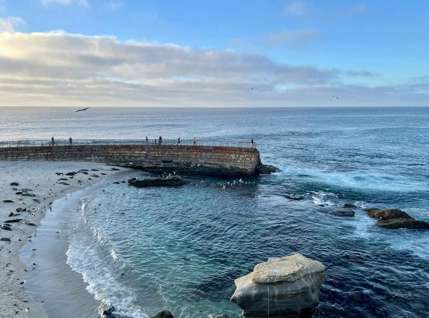 Sea lions stretched out along the beach at La Jolla Cove. Affordable places to go for spring break. 