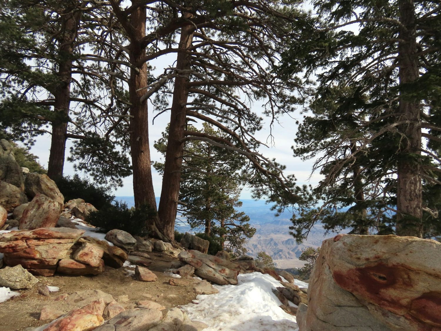 Snow melting among trees in the San Jacinto mountains. Affordable places to go for spring break. 