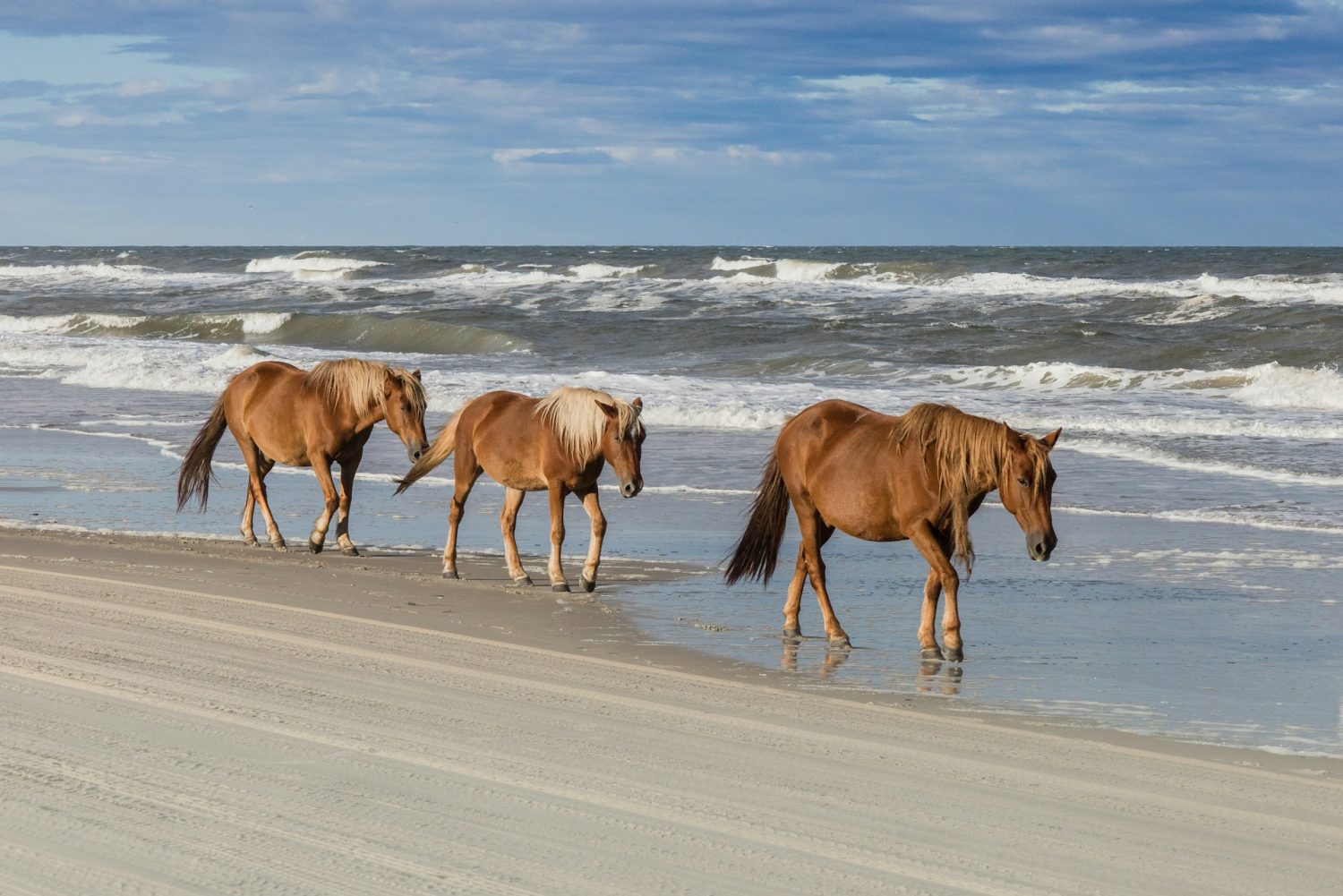 Horses on the beach in the Outer Banks. Affordable places to go for spring break.