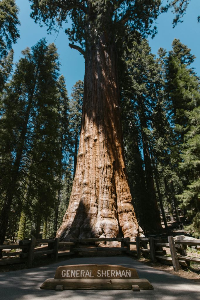 Redwood forest with General Sherman in forefront.