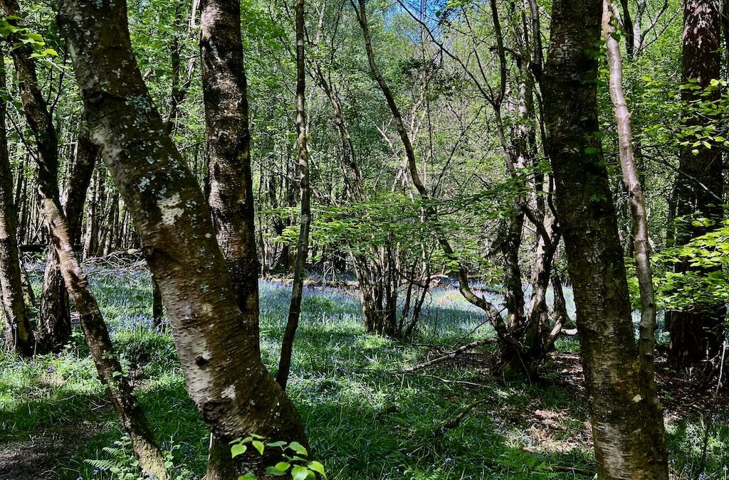 In the Footsteps of Winnie-the-Pooh – Things to do in Ashdown Forest, the Real Hundred Acre Wood,