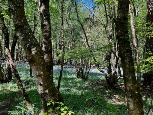 In the Footsteps of Winnie-the-Pooh – Things to do in Ashdown Forest, the Real Hundred Acre Wood,