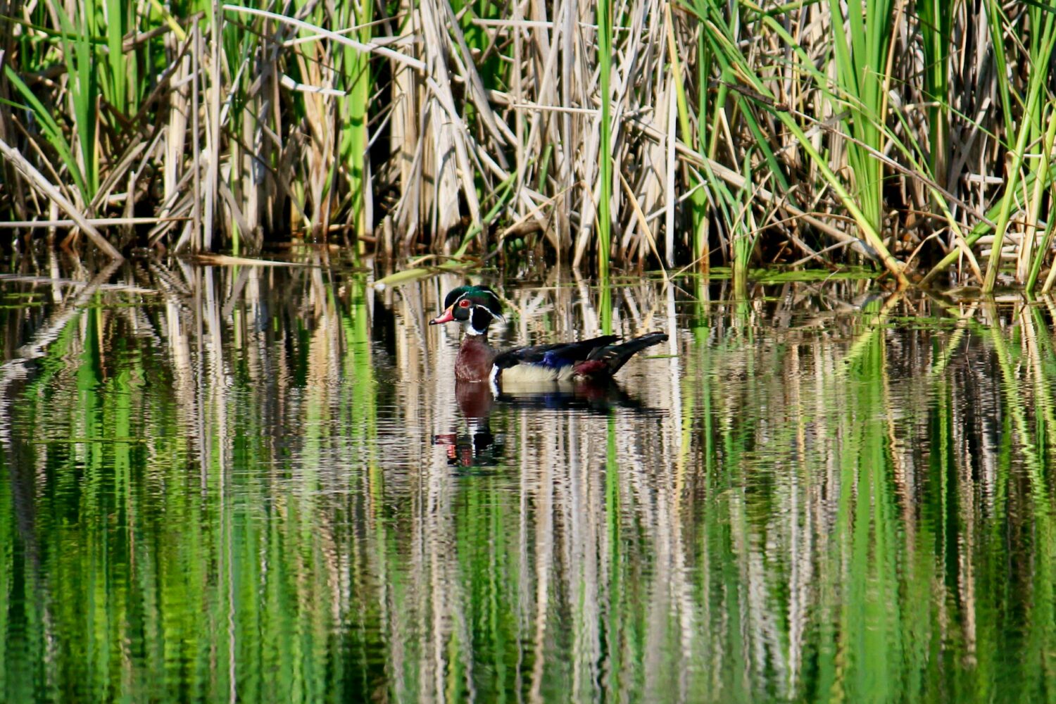 Wood duck swimming on pond. Things to do in Columbus, Ohio with kids.