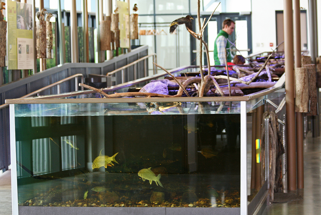 Living stream at Battelle Darby Creek. Things to do in Columbus, Ohio with kids.