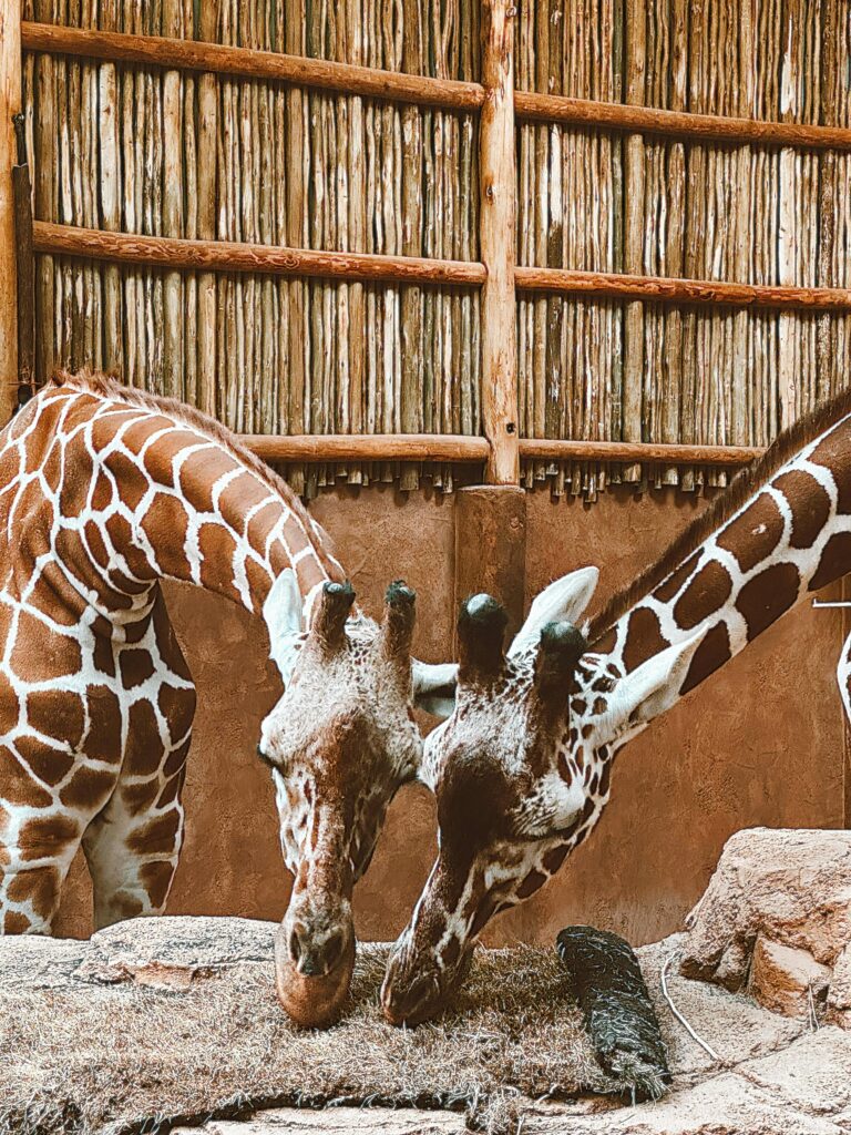 Two giraffes eating together.