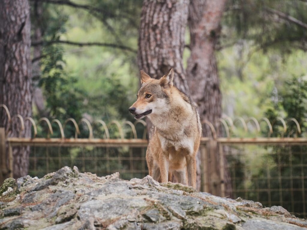 A lone wolf standing on a rock. 