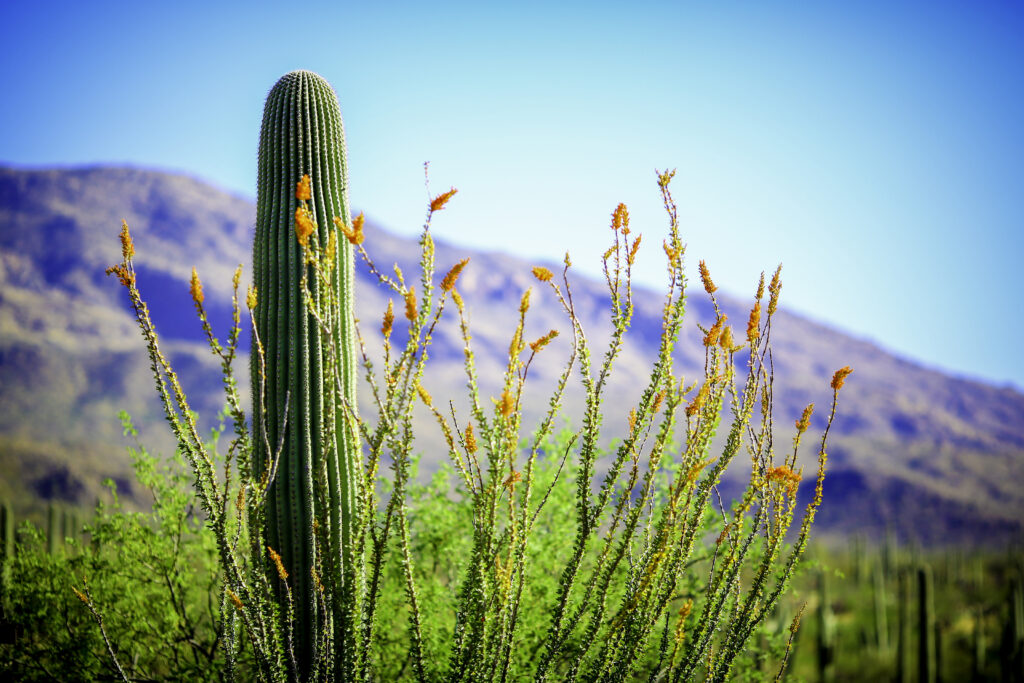 cactus surrounded by orange flowers
