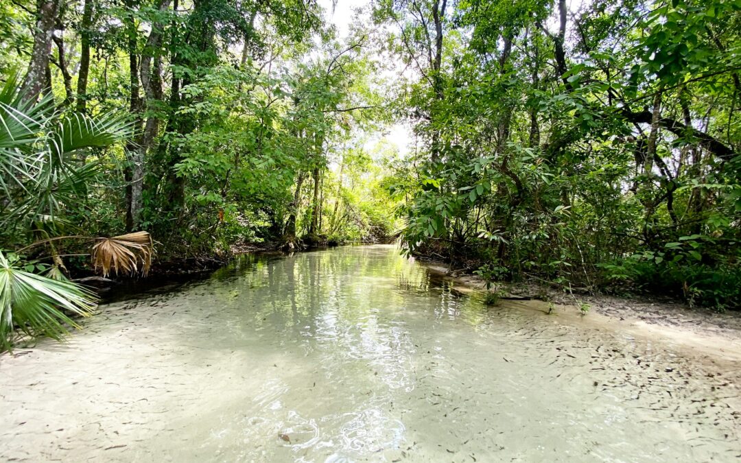 Hot Springs in Florida (and the 7 Best Natural Springs Worth Visiting!)