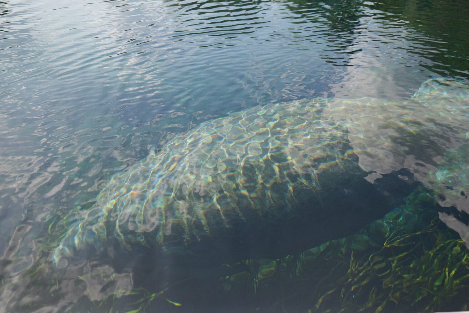 Manatee swimming in spring water. Hot springs in Florida. Best natural springs.