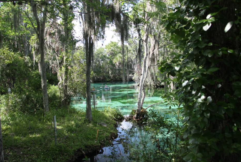 Picture of Three Sisters Springs, many trees and water. Hot springs in Florida. Natural springs in Florida. 