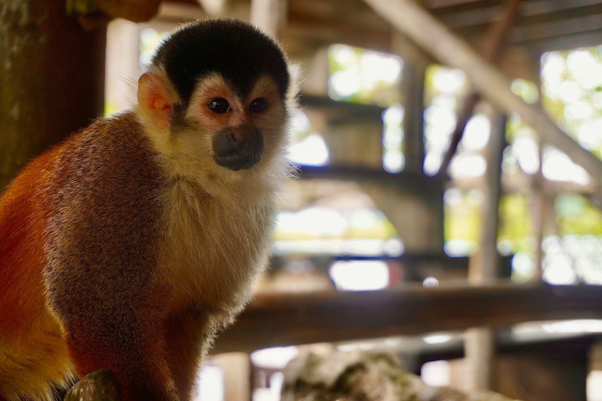 Monkey sitting on a tree