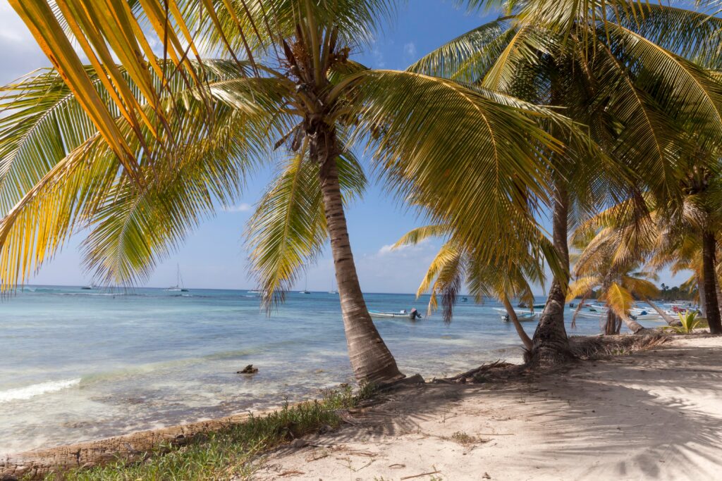 palm trees on sand with ocean in back