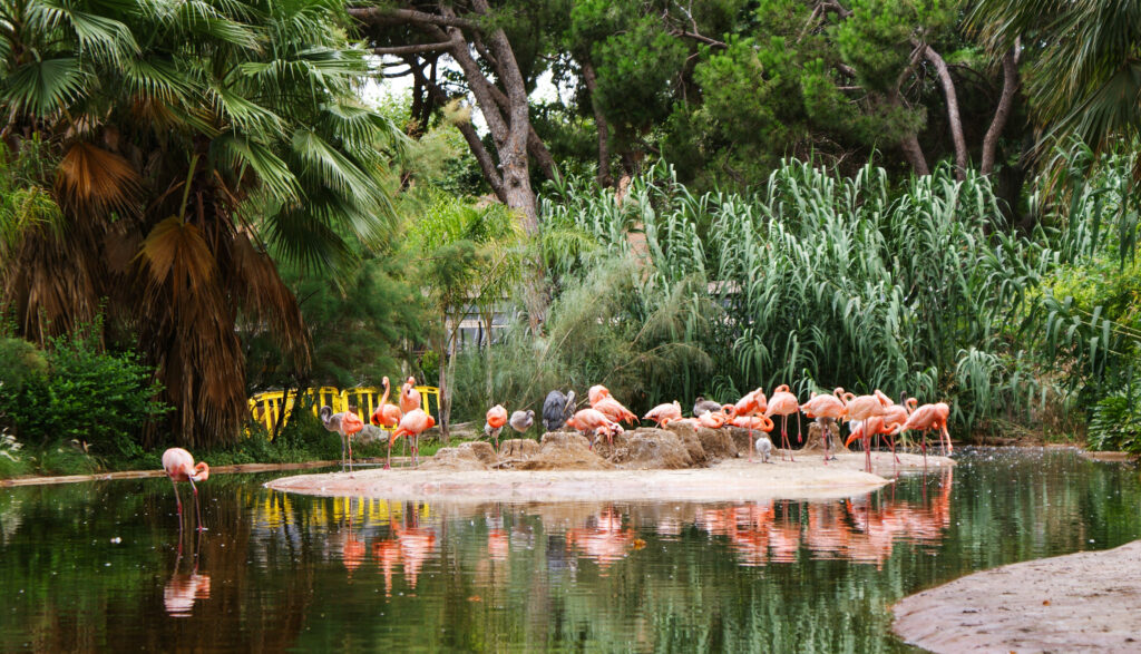 A group of flamingos stands in a pond surrounded by lush tropical foliage and palm trees. The pink birds stand on one leg and their reflections can be seen in the water.