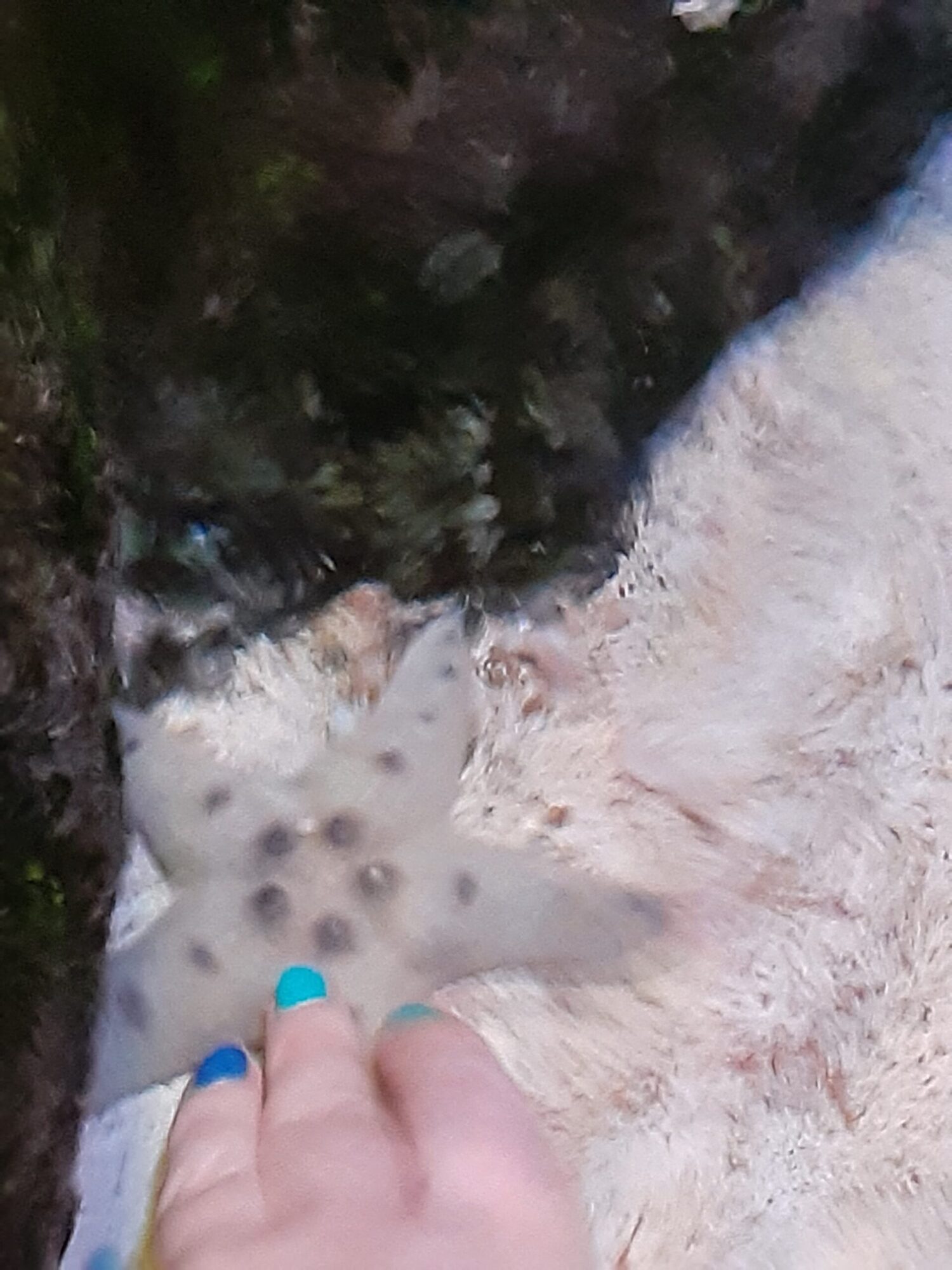 Woman with painted nails touching a starfish underwater. Best aquariums in the U.S.