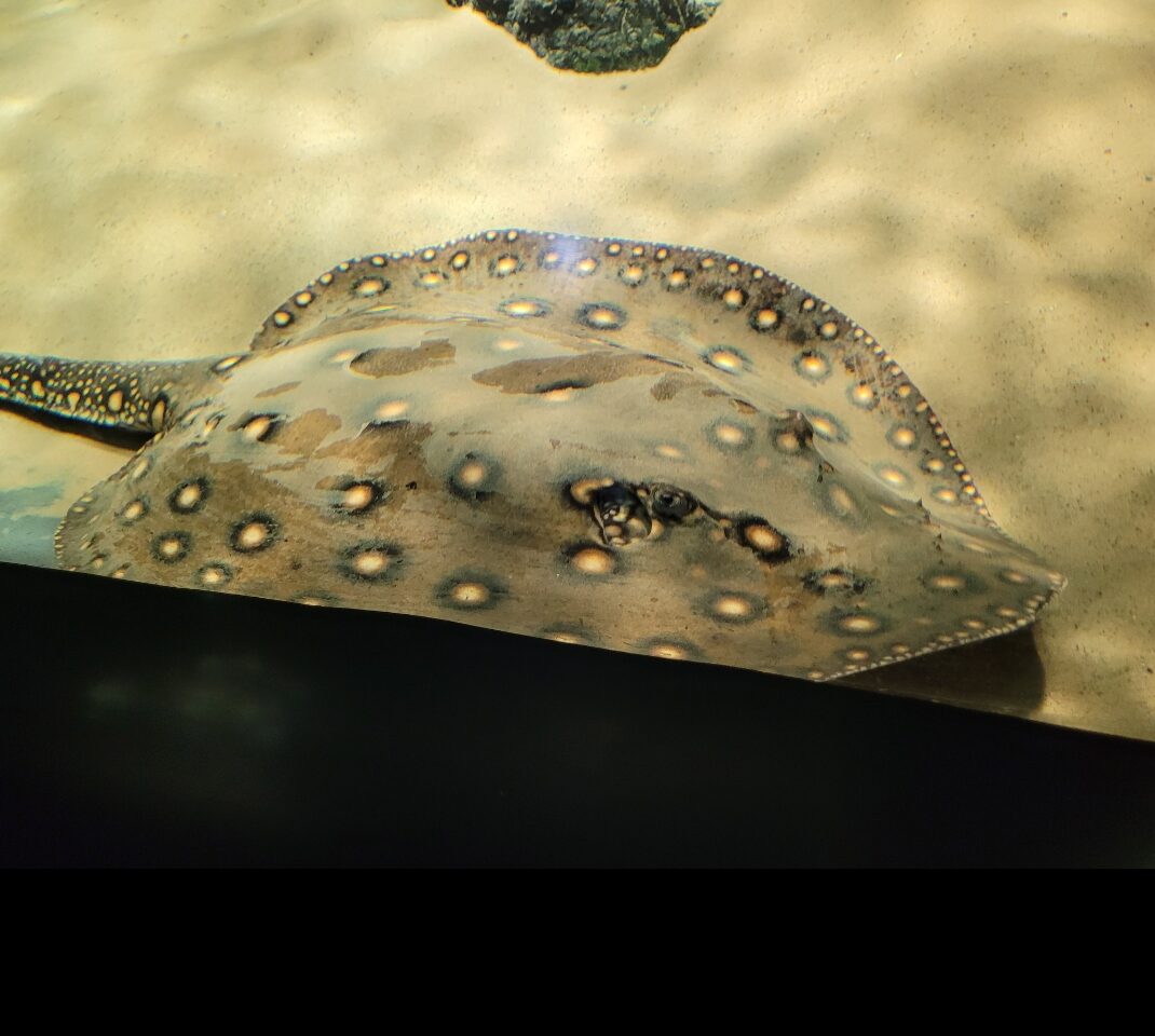 Beautiful spotted sting ray at an aquarium. Best aquariums in the U.S.