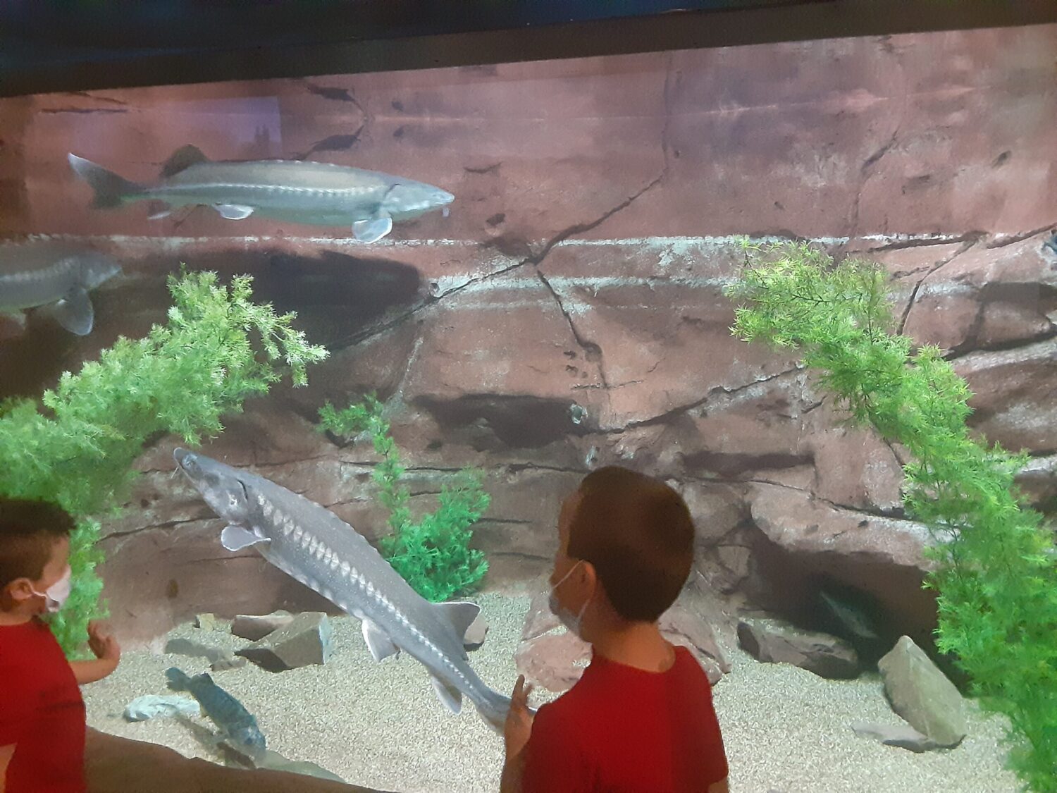 Boys watching sharks at Utah Aquarium. Best aquariums in the United States. 