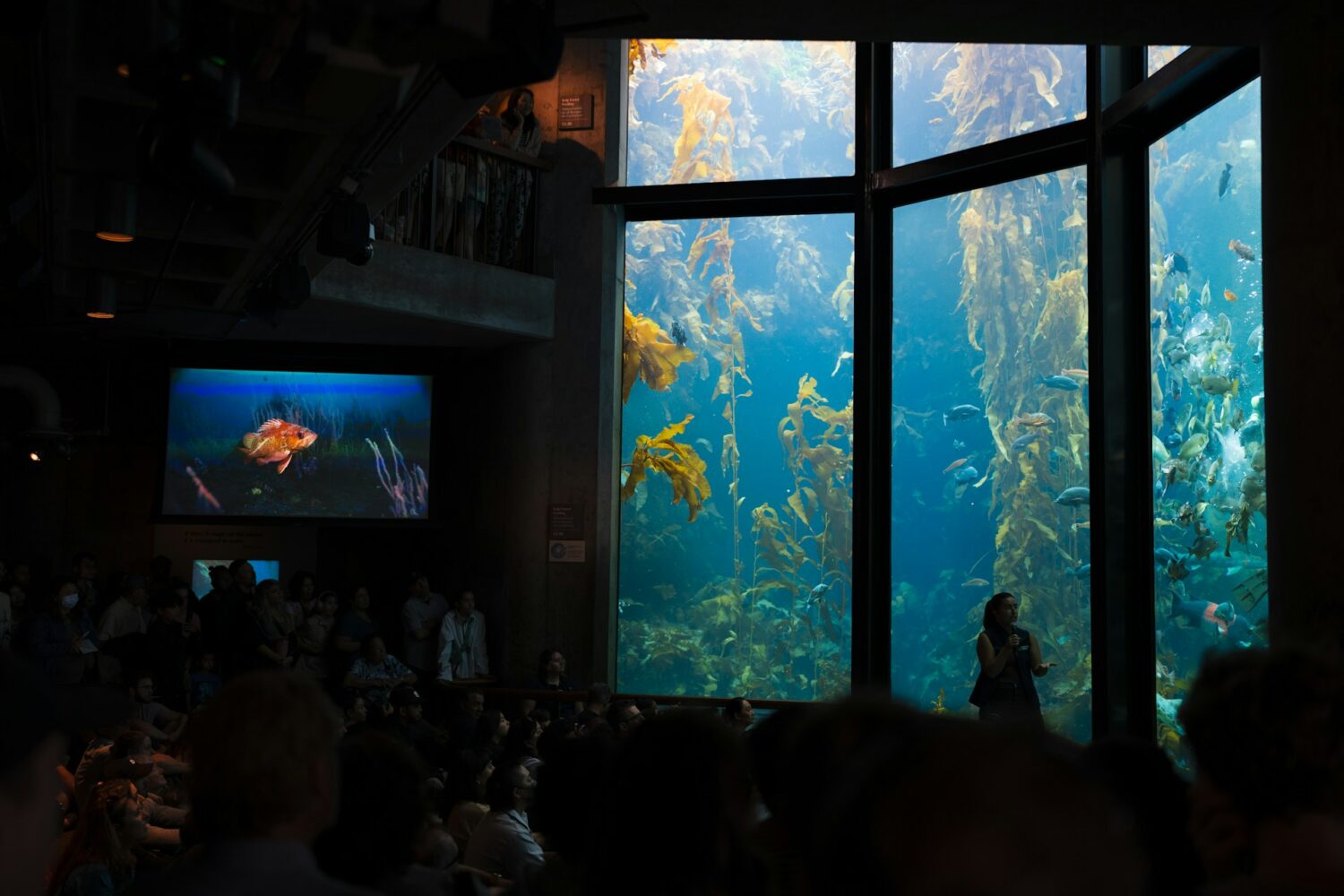 Viewing windows at Monterey Bay Aquarium. Best aquariums in the U.S.