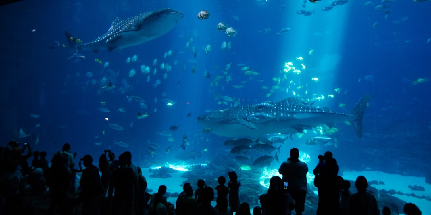 Whale sharks swimming in habitat at Georgia Aquarium. Best aquariums in the U.S.