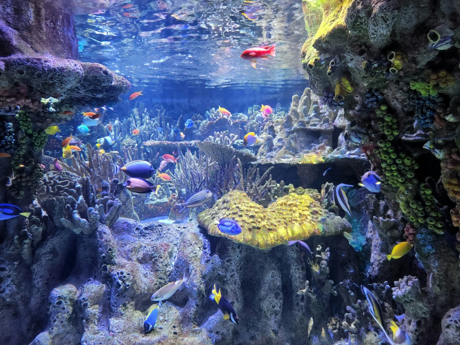 Colorful fish and coral reef exhibit. Best aquariums in the U.S.