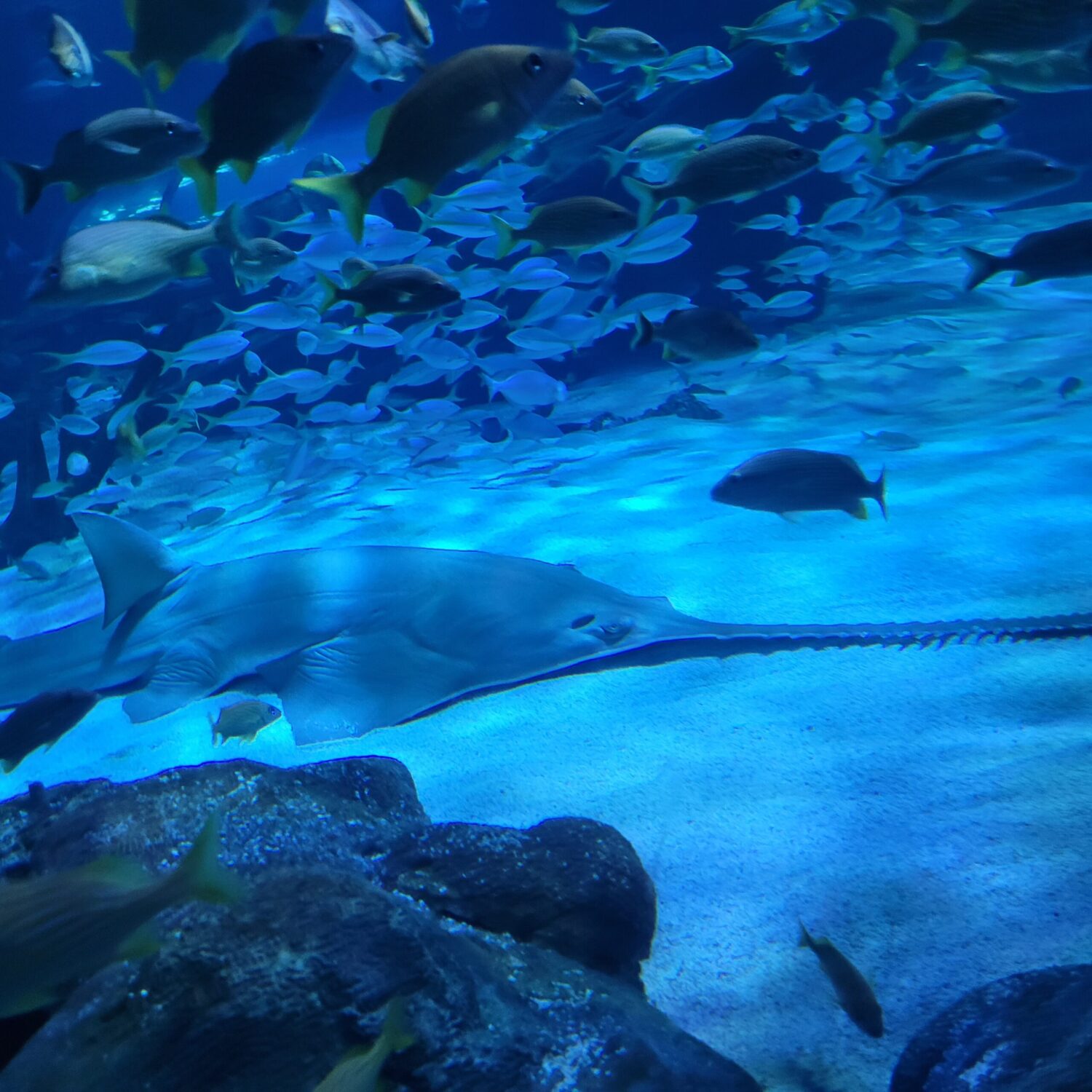 Sawfish shark on bottom of exhibit. Best aquariums in the U.S.