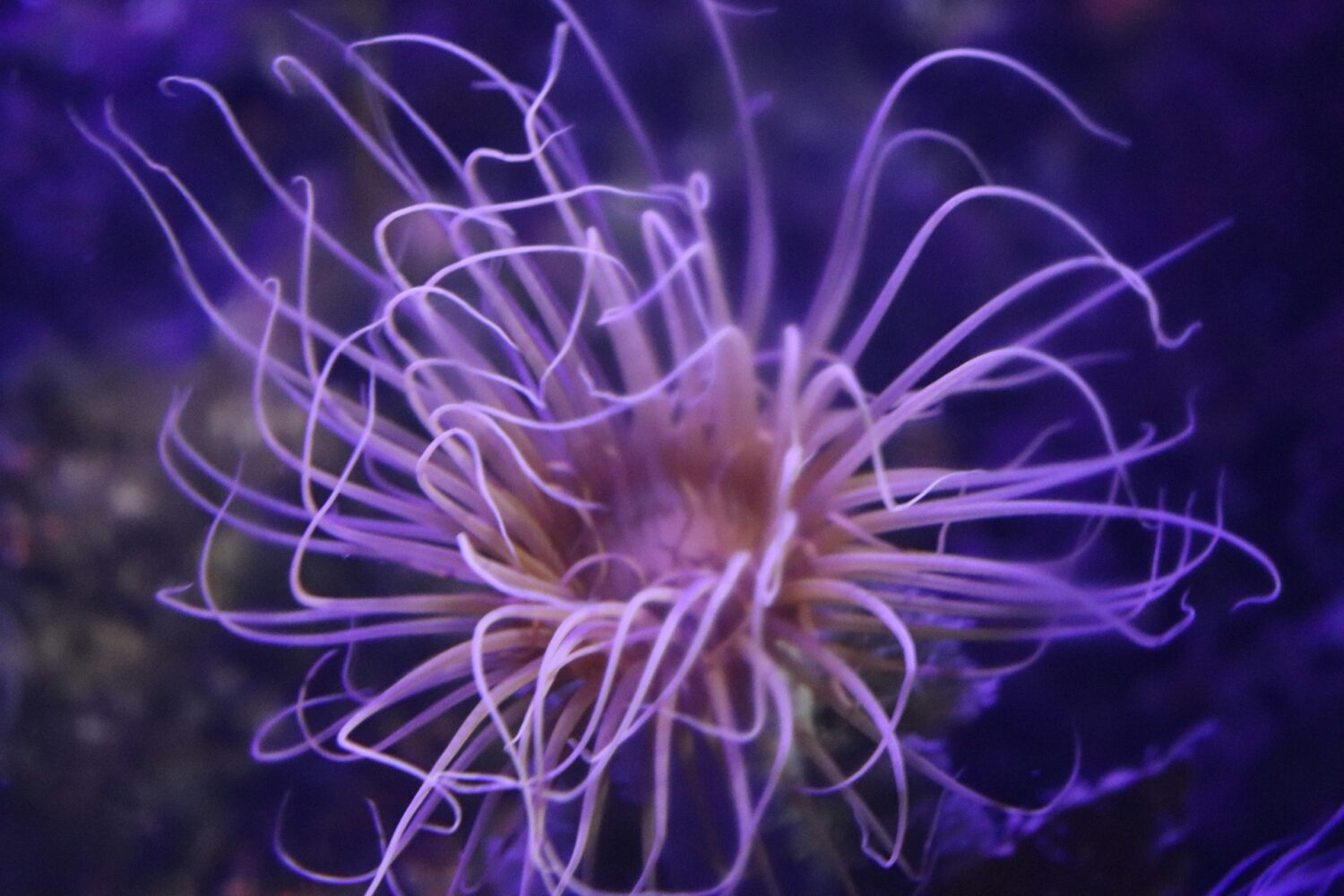 Pink anemone underwater. Best aquariums in the United States. 
