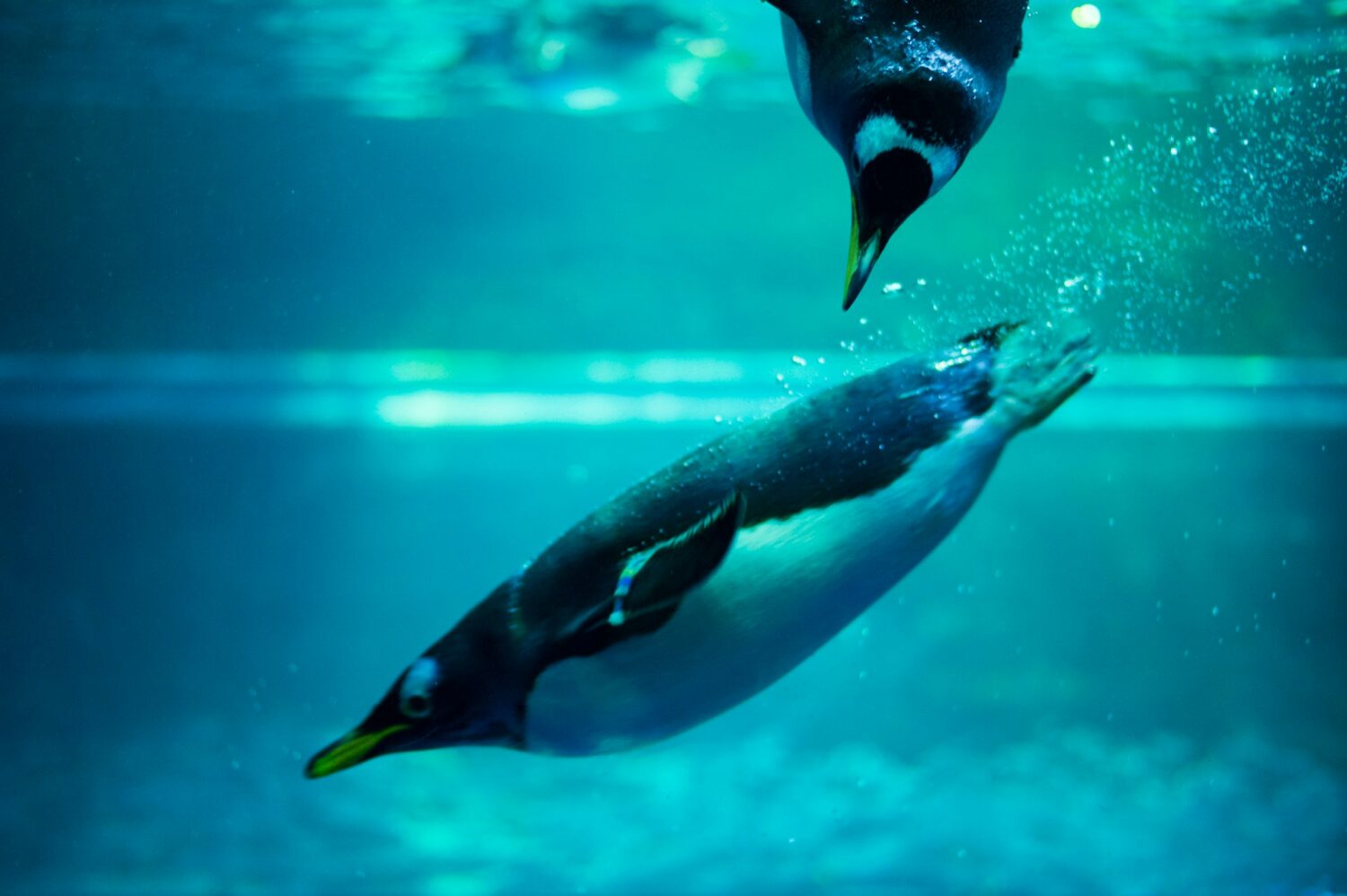 Penguins swimming underwater at an aquarium. Best aquariums in the U.S.