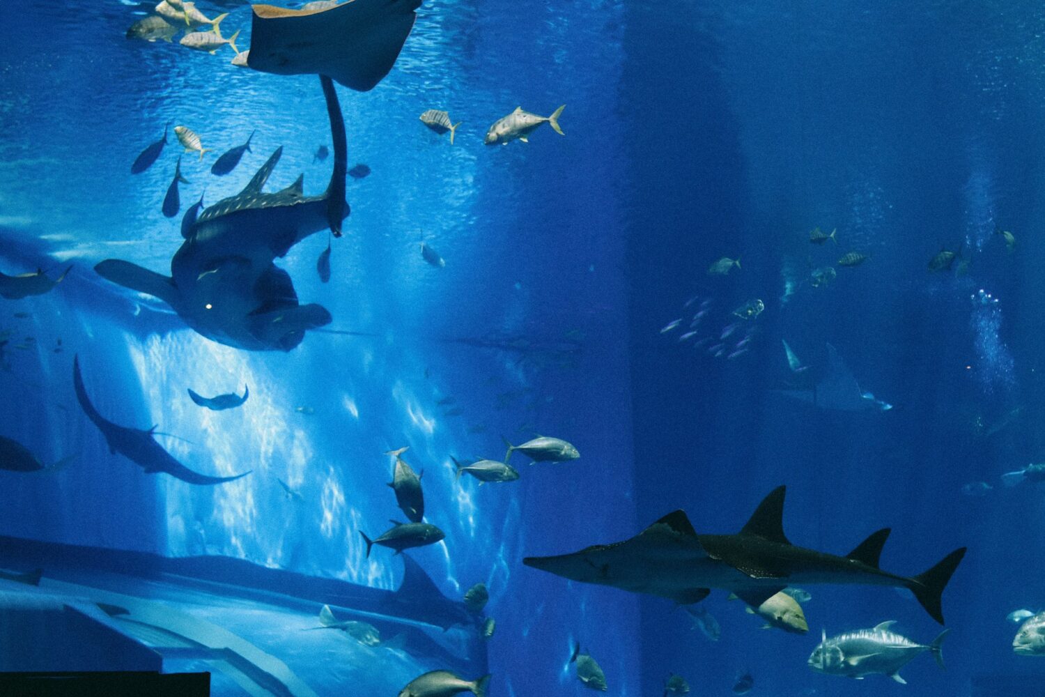 Sharks and fish in exhibit. Best aquariums in the U.S. 