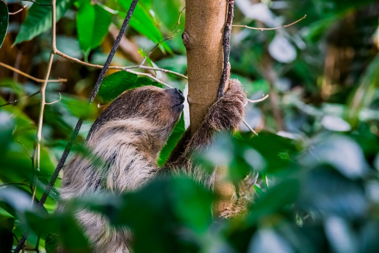 Sloth at aquarium exhibit. Best aquariums in the United States.
