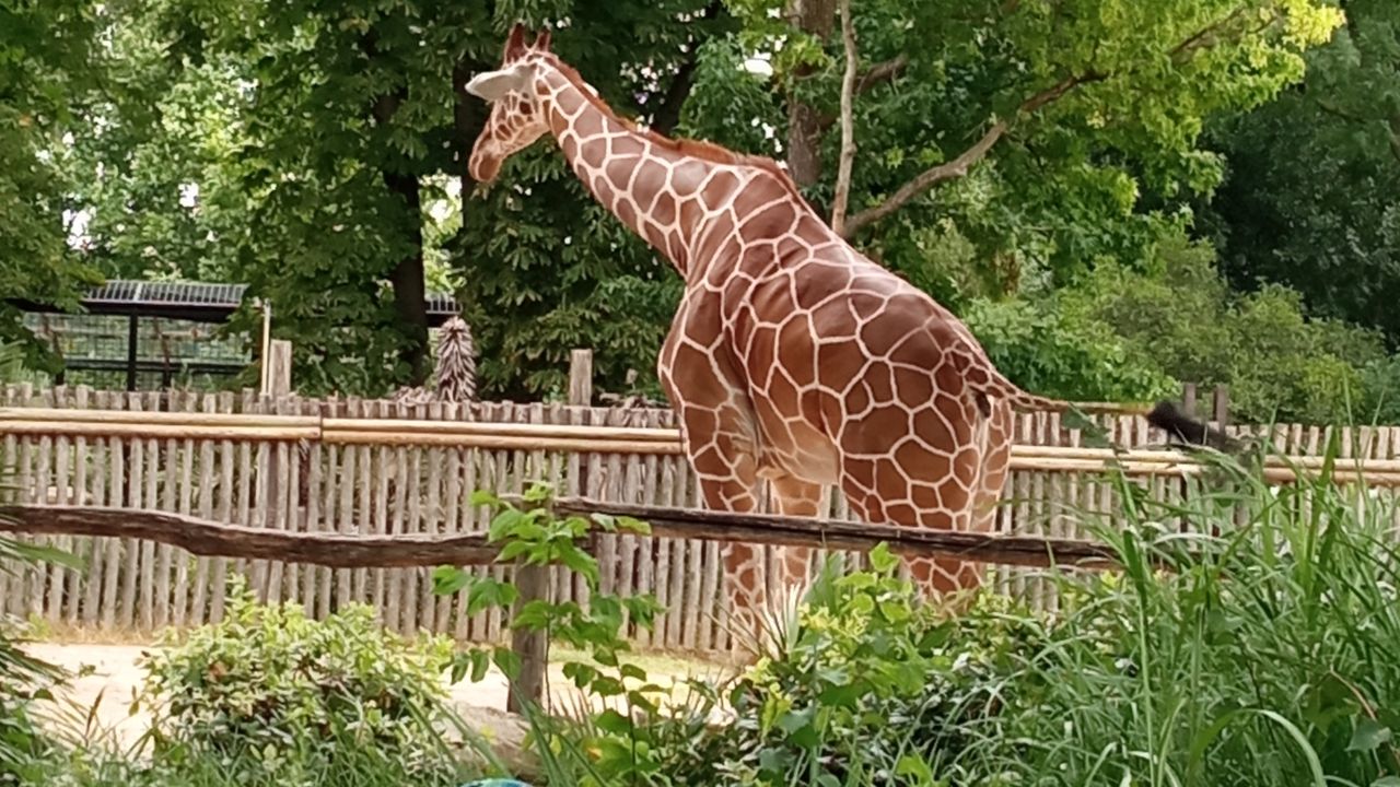 Giraffe at Bioparco di Roma zoo