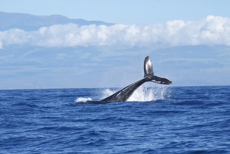 whale tale: which hawaiian island is best for kids?