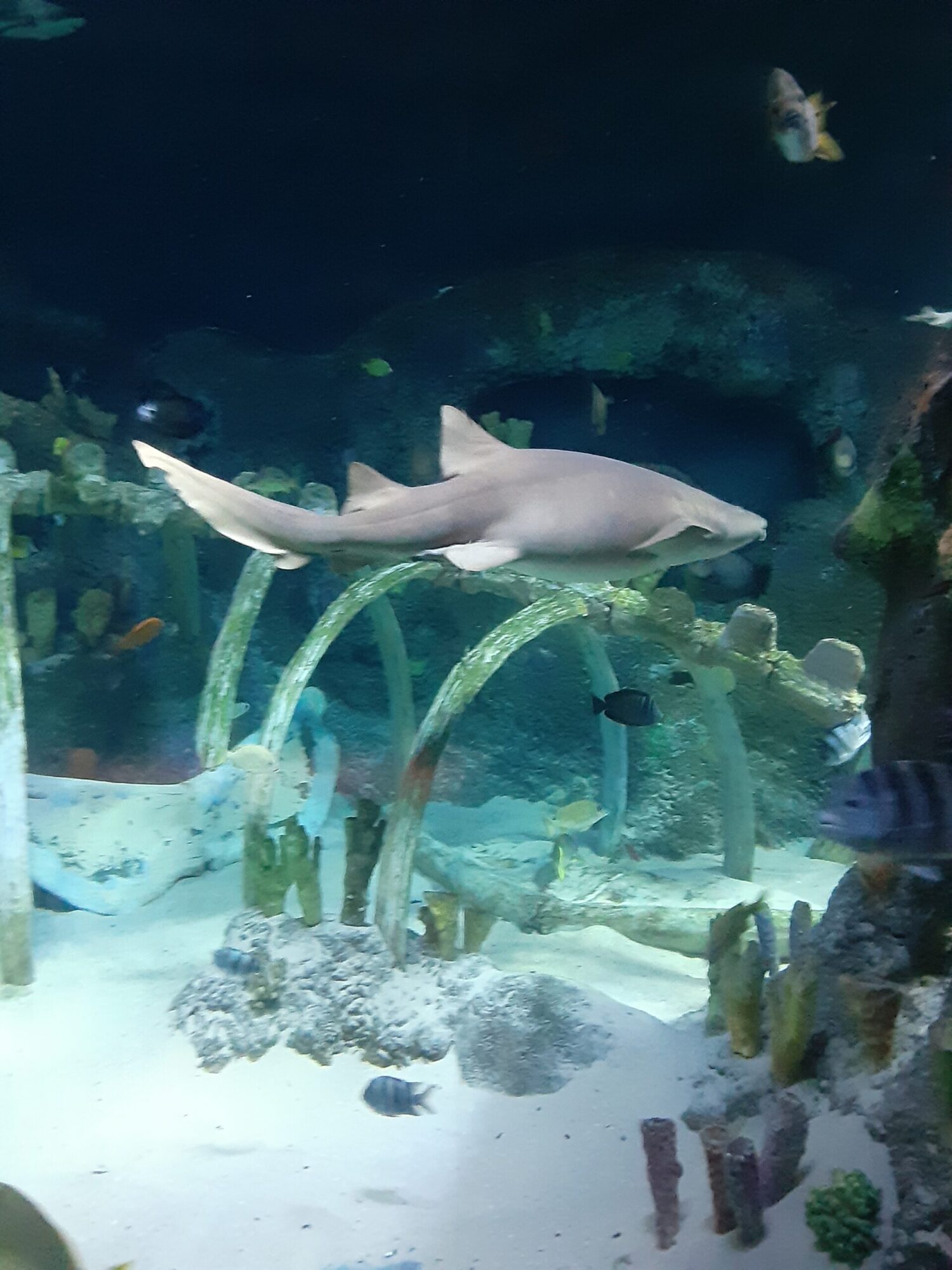 Sharks, rays, and fish swimming at SEA LIFE Aquarium. Best things to do in Kansas City with kids.