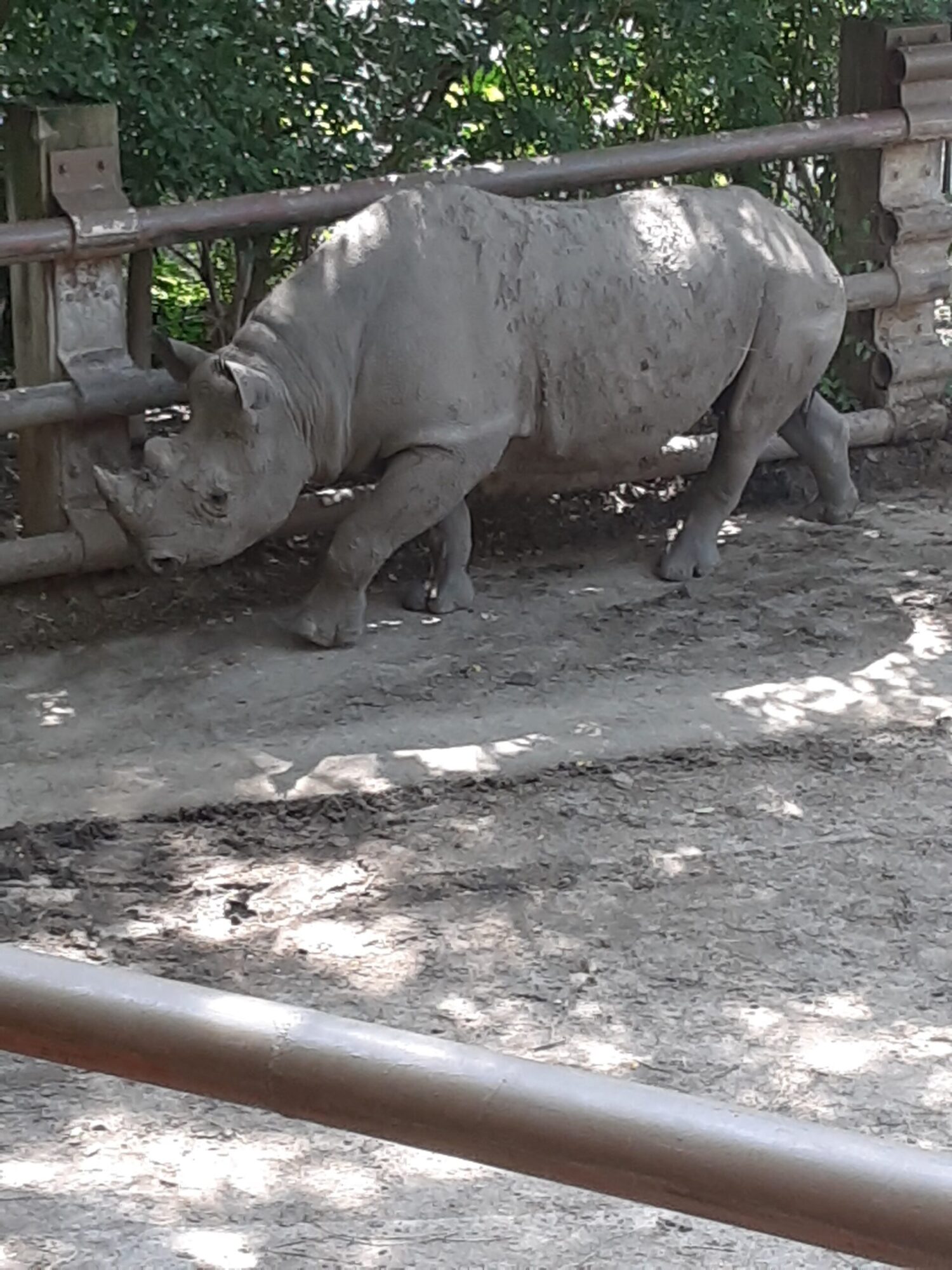 Rhinoceros at KC Zoo & Aquarium. Kansas City with Kids.