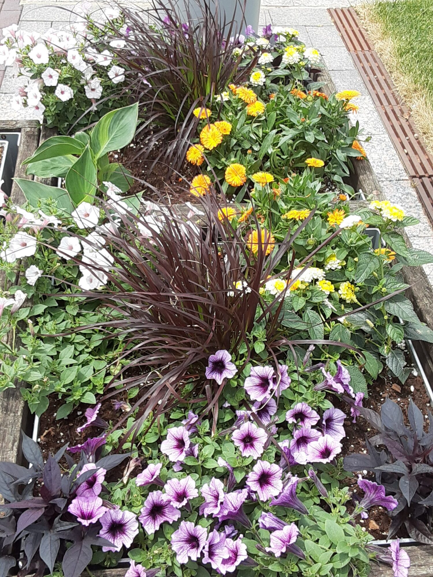 Many colorful flowers in a flower box in Kansas City. Kansas City with kids.