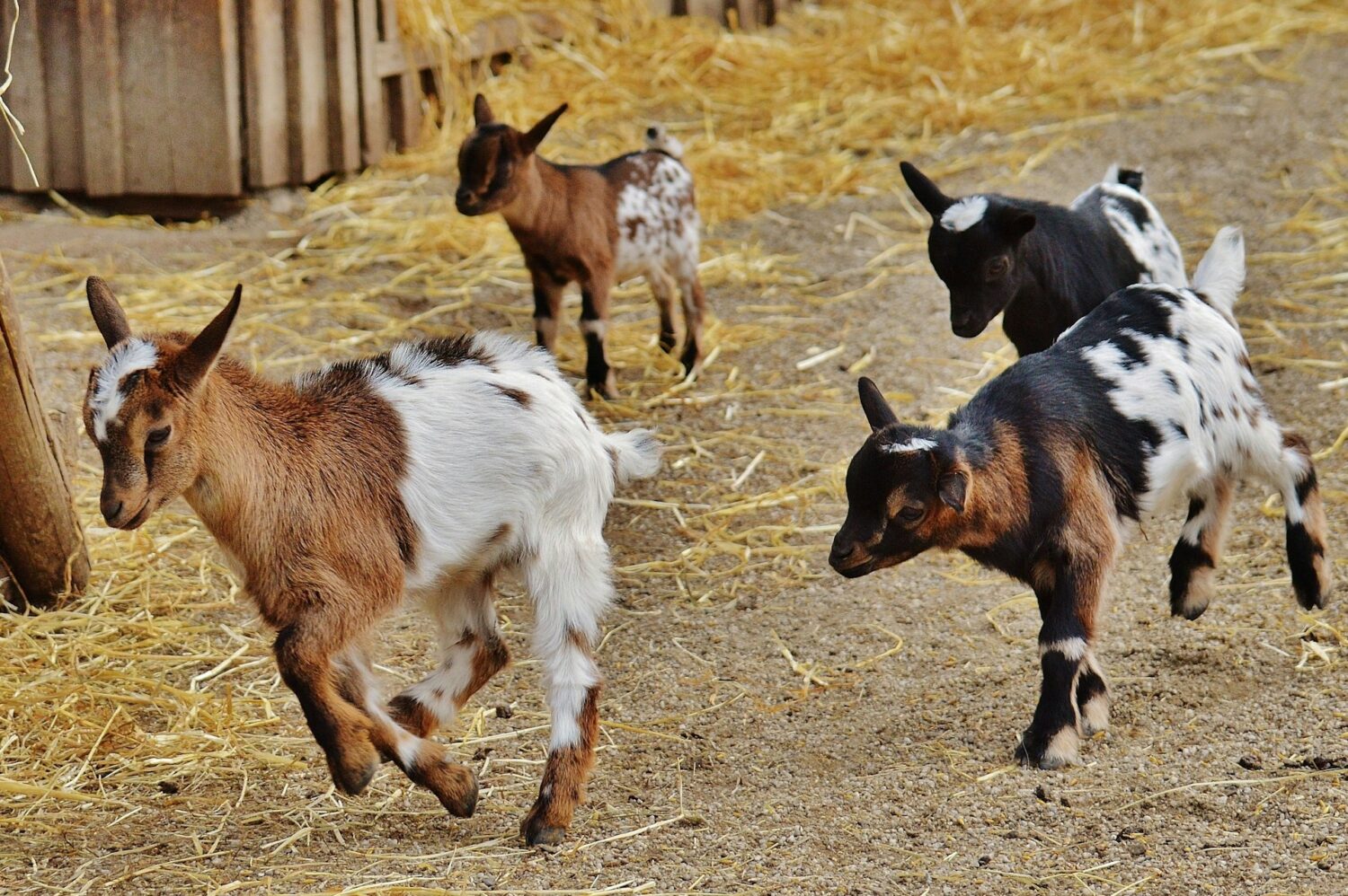 Baby goats running on a farm. Kansas City with kids.