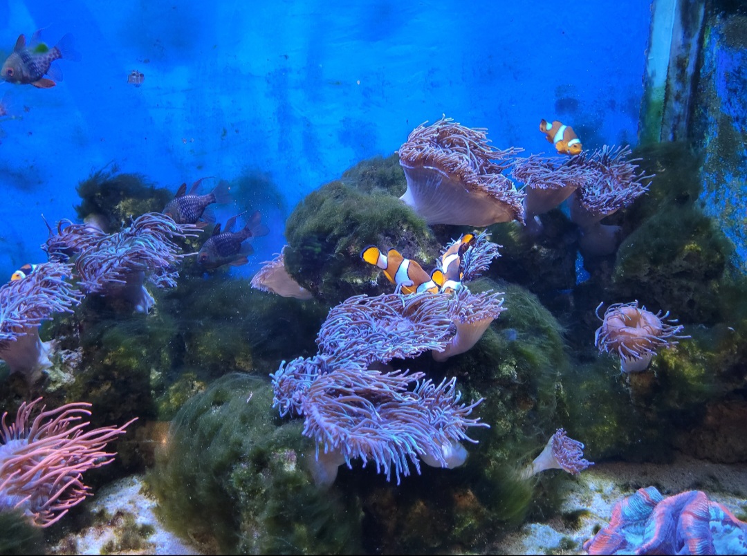 Coral reef exhibit at the Aquarium of Niagara in Niagara Falls, New York Niagara Falls: Which Side is Better?