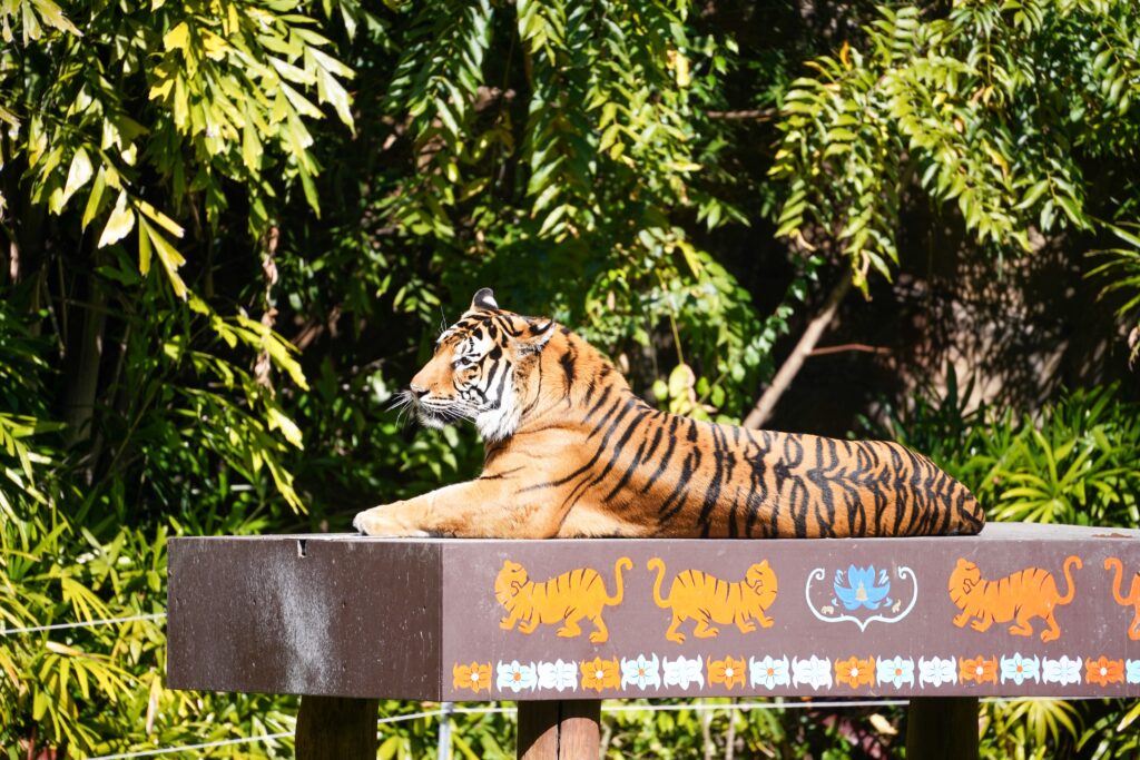 A tiger laying on his perch.