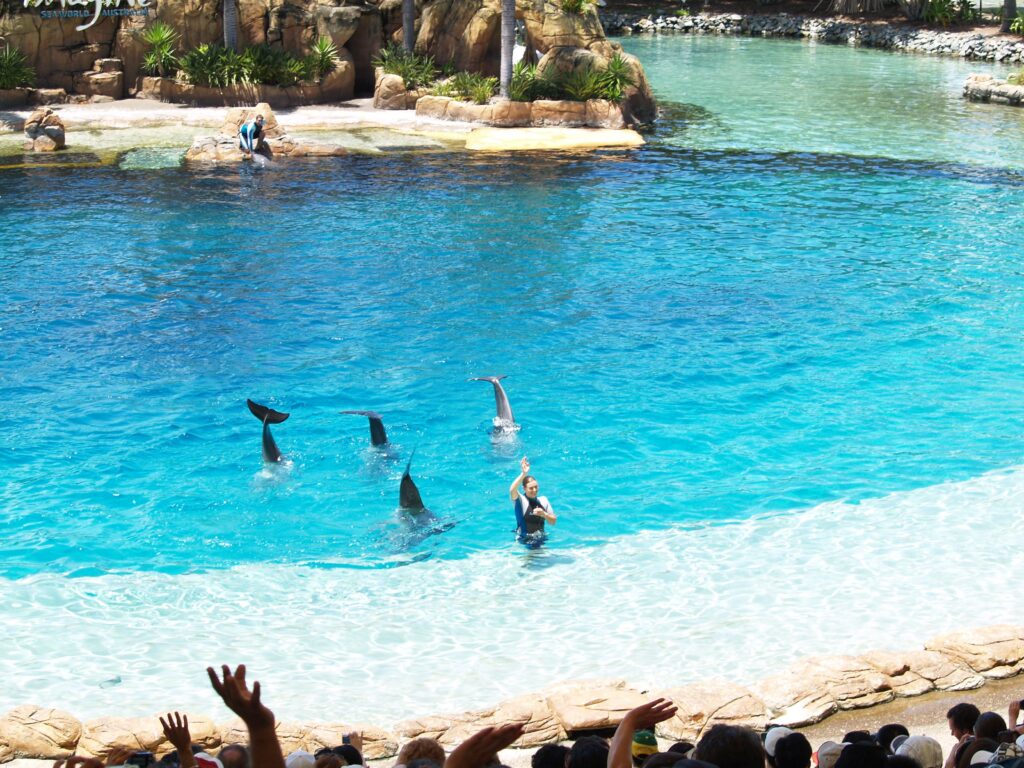 Dolphin show at SeaWorld.