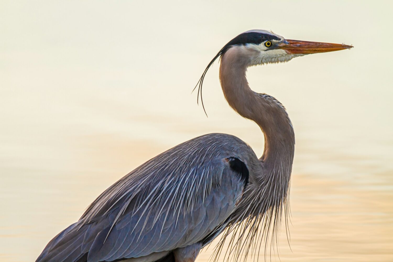 Blue heron in a marsh. Cuyahoga Valley National Park for families. 