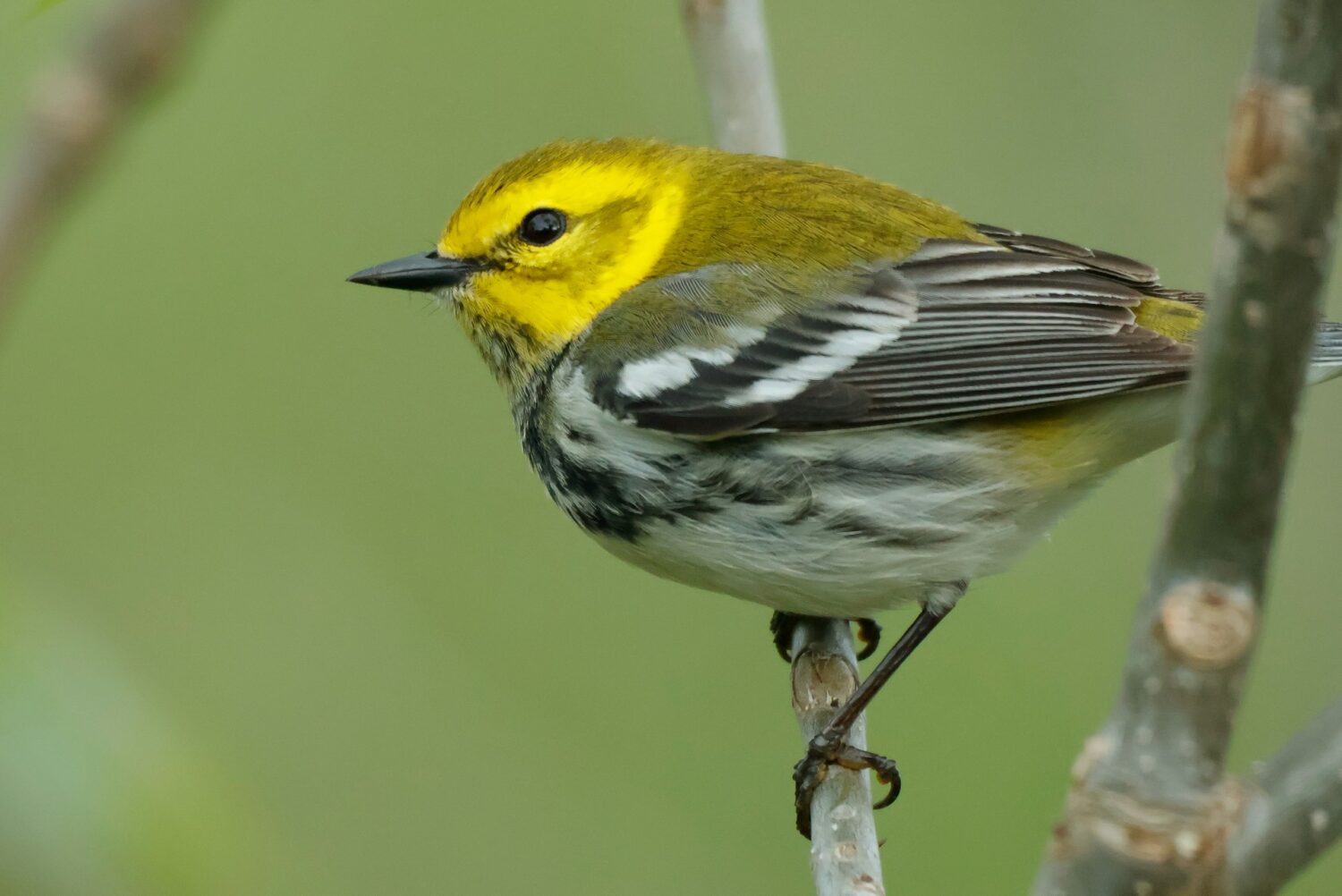 Yellow bird in woods in Ohio. Cuyahoga Valley National Park for families.