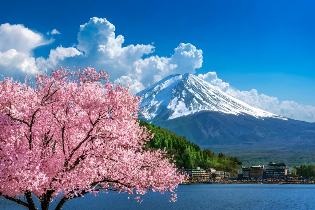 cherry tree blossoms with snow capped mountain in background