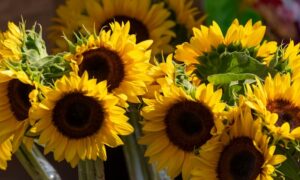 sunflowers