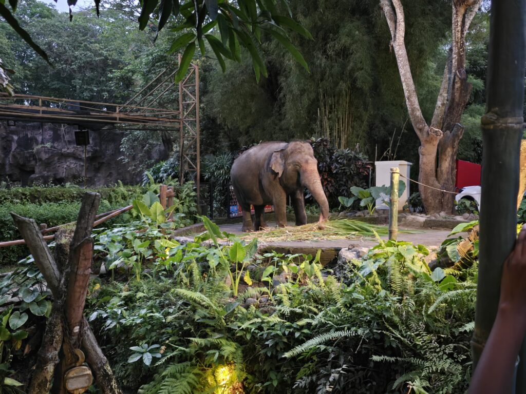 An elephant at the nighttime safari park in Bali, Indonesia 